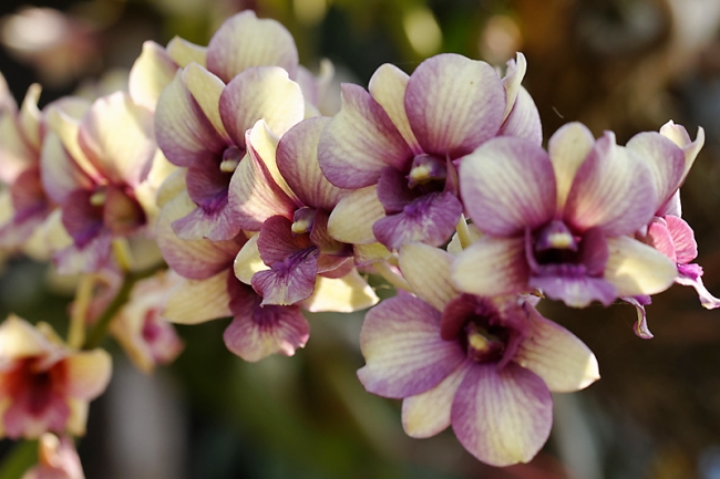 Fleurs FEV12-031